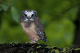 Northern Saw-whetOwl_20130618_3105.jpg