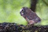 Northern Saw-whetOwl_20130618_3065.jpg