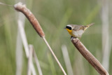 CommonYellowthroat_20130609_2949.jpg