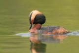 HornedGrebe_20100531_5325.jpg