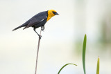 Yellow-headedBlackbird_20130622_3136.jpg