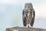 GreatHornedOwl_20130701_4758.jpg