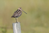 WilsonssSnipe_20130719_4828.jpg