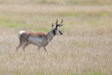 PronghornAntelope_20130719_4849.jpg