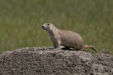 BlacktailedPrairieDog_20130726_5069.jpg