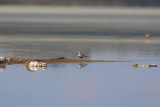 Black-belliedPlover_20130801_5254.jpg