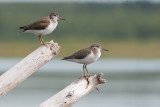 SpottedSandpipers_20130818_6171.jpg