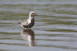 Black-belliedPlover_20130806_5648.jpg