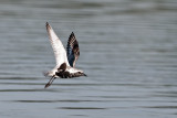 Black-belliedPlover_20130806_5307.jpg