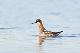 RedneckedPhalarope_20120707_4575.jpg