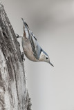 White-breastedNuthatch_20131024_6878.jpg