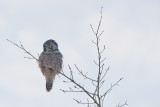 NorthernHawkOwl_20140101_7647.jpg