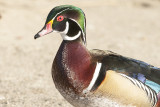 WoodDuck_20140205_8382.jpg