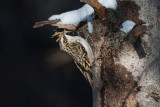 BrownCreeper_20140304_0854.jpg