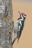 Yellow-bellied Sapsucker.jpg