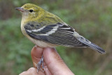 Bay-breasted Warbler _MG_4980.jpg