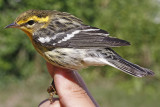 Blackburnian Warbler _MG_9637.jpg