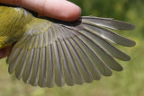 Hooded Warbler _MG_2763.jpg