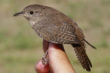 House Wren _MG_3302.jpg