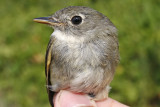 Least Flycatcher _MG_3852.jpg