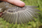 Least Flycatcher _MG_3855.jpg