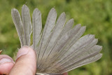 Least Flycatcher _MG_3858.jpg