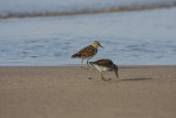 Least Sanpiper _MG_2607.jpg