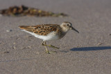 Least Sanpiper _MG_2620.jpg