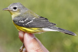 Magnolia Warbler _MG_0300.jpg