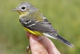 Magnolia Warbler _MG_0318.jpg