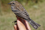 Myrtle Warbler _MG_3192.jpg