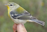 Northern Parula _MG_6026 mod.jpg