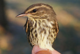 Northern Waterthrush _MG_3999.jpg