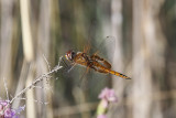 Red Saddlebags _MG_0822.jpg
