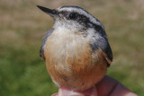 Red-breasted Nuthatch _MG_1536.jpg