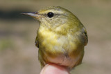 Tennessee Warbler _MG_2407.jpg