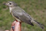 Warbling Vireo _MG_5508.jpg
