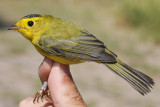 Wilsons Warbler _MG_2460.jpg