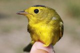 Wilsons Warbler _MG_2464.jpg