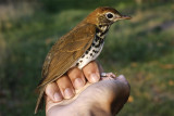 Wood Thrush _MG_5984.jpg