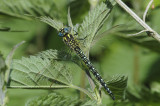 Hairy Dragonfly (Brachytron pratense)