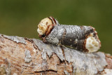 Buff-tip (Phalera bucephala)
