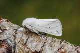 White Ermine (Spilosoma lubricipeda)