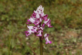 Military Orchid (Orchis militaris)