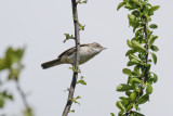 Whitethroat (Sylvia communis)