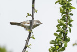 Whitethroat (Sylvia communis)