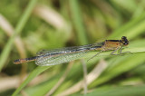 Blue-tailed Damselfly (Ischnura elegans)