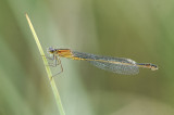 Blue-tailed Damselfly (Ischnura elegans)