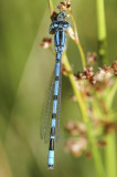 Common Blue Damselfly (Enallagma cyathigerum)
