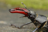 Stag Beetle (Lucanus cervus)